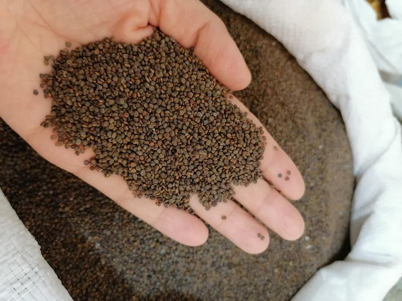 沙苑子药用籽类沙苑子可食用批发零售各种规格中药材
