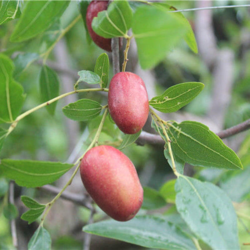 胎里红枣树苗基地直发品种纯正技术指导死苗补发