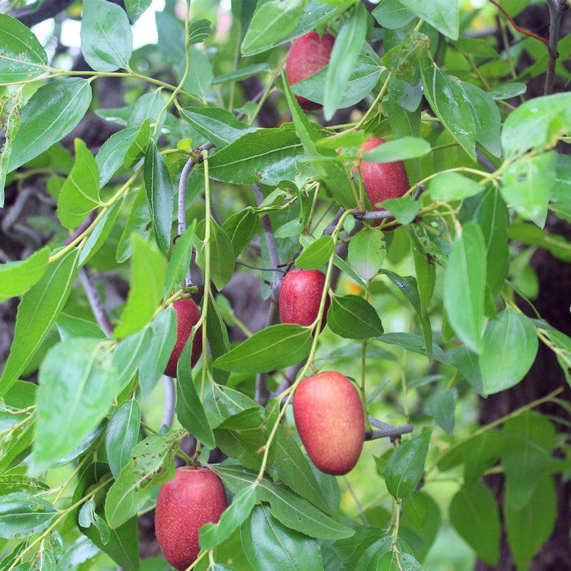 胎里红枣树苗基地直发品种纯正技术指导死苗补发