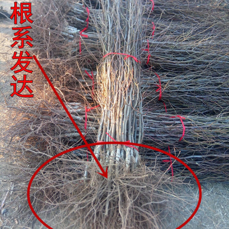 胎里红枣树苗基地直发品种纯正技术指导死苗补发