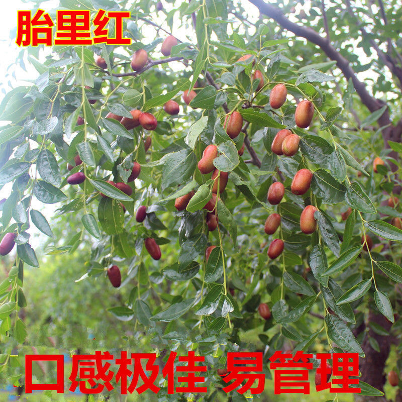 胎里红枣树苗基地直发品种纯正技术指导死苗补发