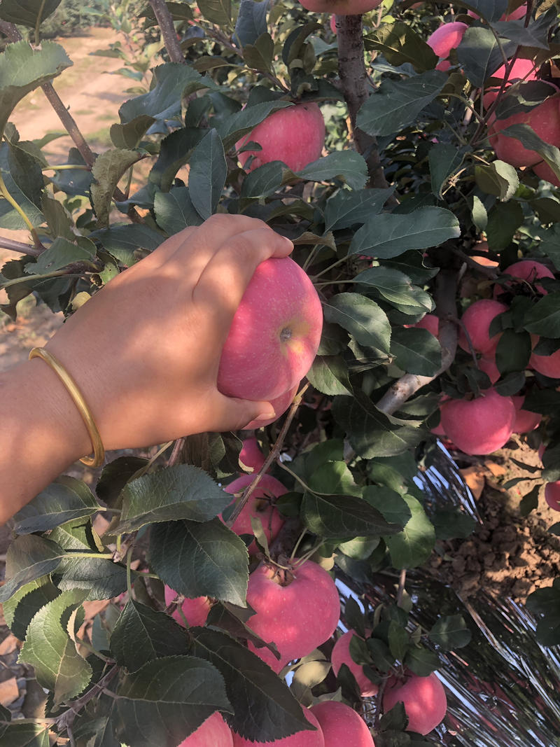 河北唐山乐亭红富士苹果，产地果园直供，可视频看货