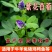 紫花苜蓿草种子鸡牛羊兔子鱼饲料草籽高产耐寒四季多年生牧草