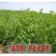 紫花苜蓿草种子鸡牛羊兔子鱼饲料草籽高产耐寒四季多年生牧草