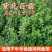 紫花苜蓿草种子鸡牛羊兔子鱼饲料草籽高产耐寒四季多年生牧草