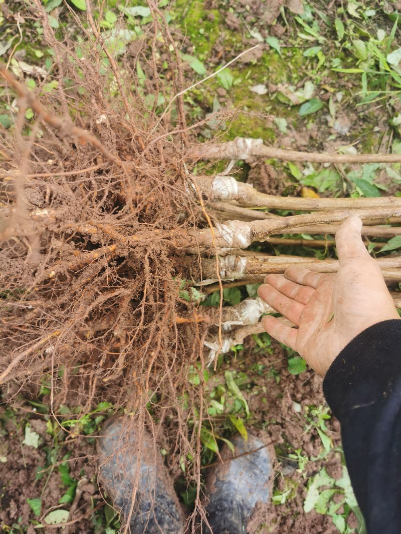 新品种九月晚熟密脆李子苗十月金秋晚熟李巫山脆李汶川清脆李