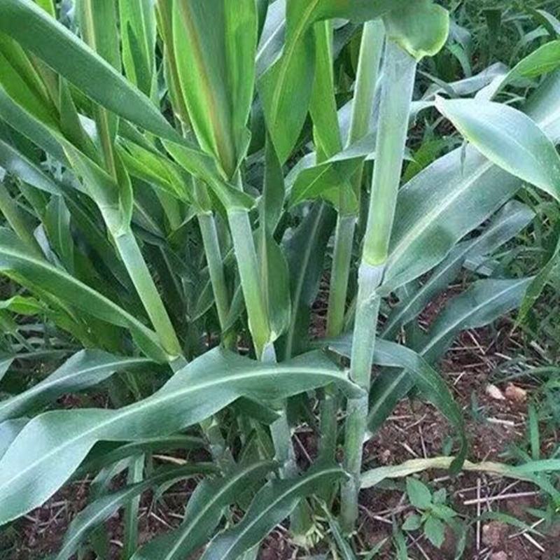 高丹草种四季牧草种子养殖再生草种籽畜牧产量高含高蛋白
