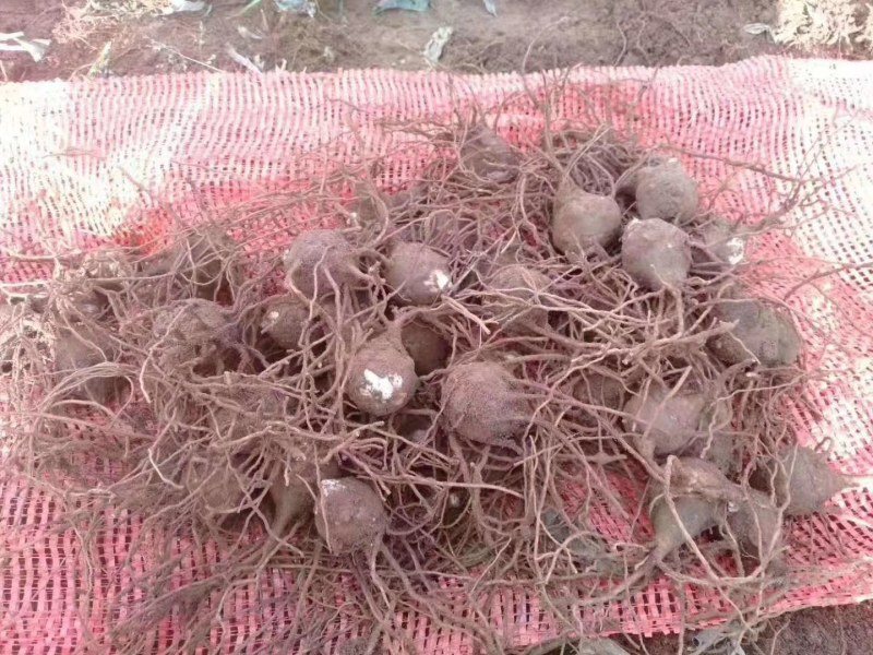 付子，大量上市，及种子，需要的老板，