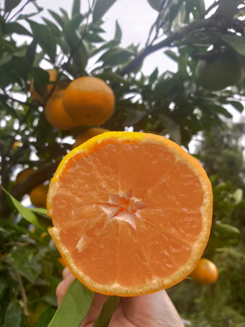 湖北南丰蜜橘，小叶蜜桔，大量供应！口感货源充足！