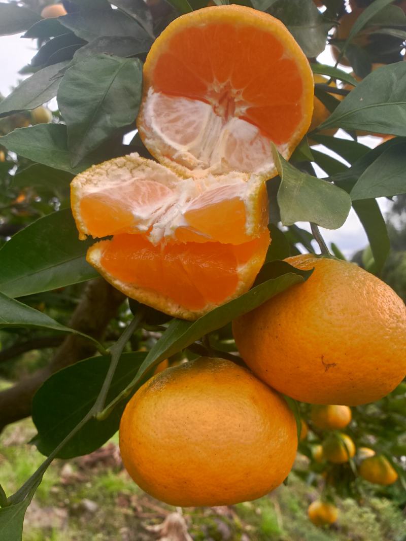 湖北南丰蜜橘，小叶蜜桔，大量供应！口感货源充足！