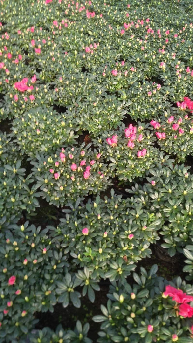 杜鹃花精品A货基地直销自家供应商质量保障