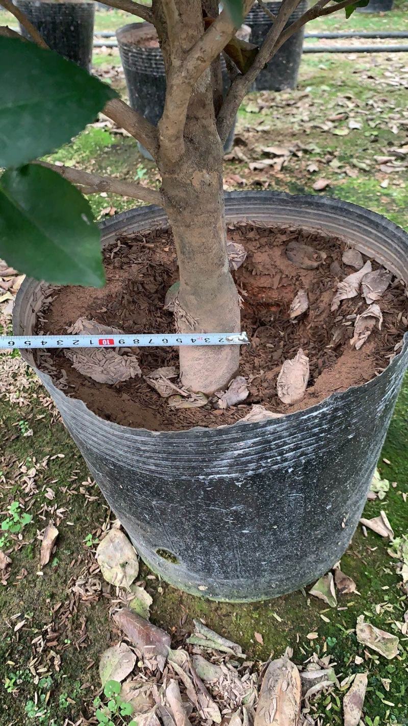 精品香茶茶花基地直销赤丹五色赤丹十八学士科瑞莫