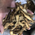 枳壳保庆药业批发枳壳实物拍摄量大从优炒枳壳
