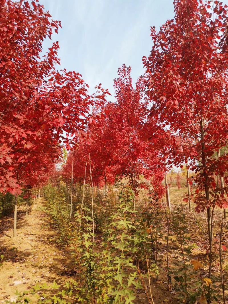 红枫产地直销1—18公分美国红枫，价格低，质量售后有保障