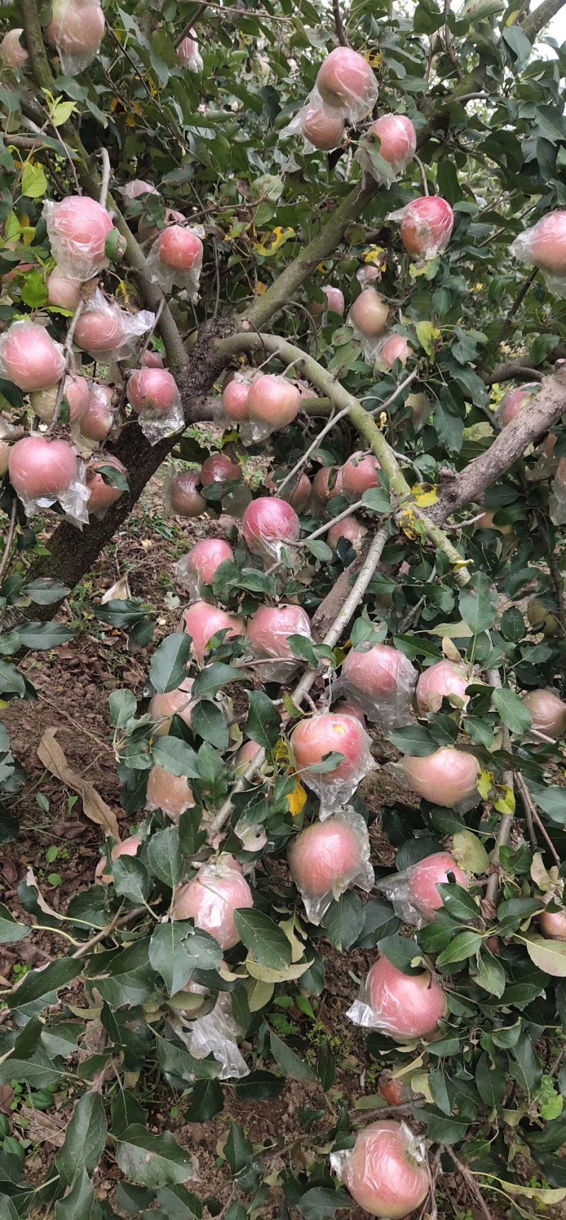 河南冰糖心红富士苹果～精品～通货～小果各种规格大量供应需