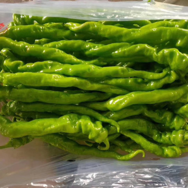 辣椒精品，各种品种辣椒