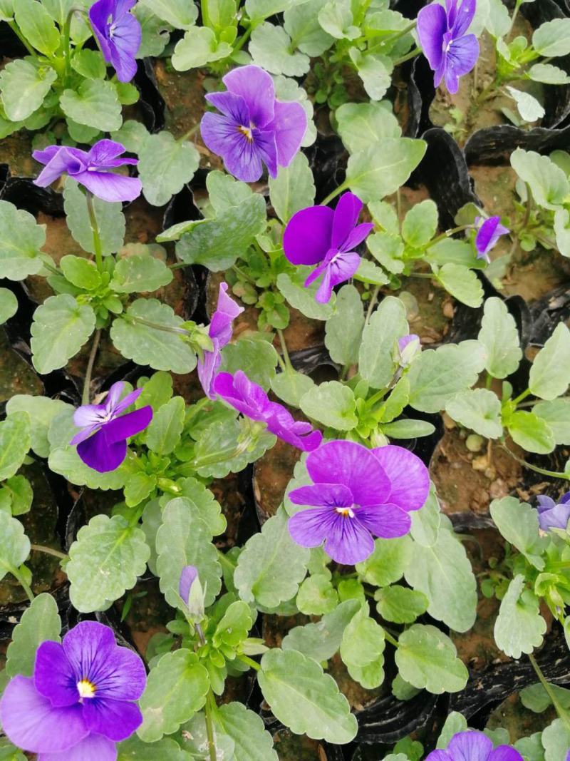 角堇！冬季草花！耐低温多色角堇！种植基地