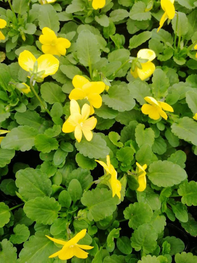角堇！冬季草花！耐低温多色角堇！种植基地