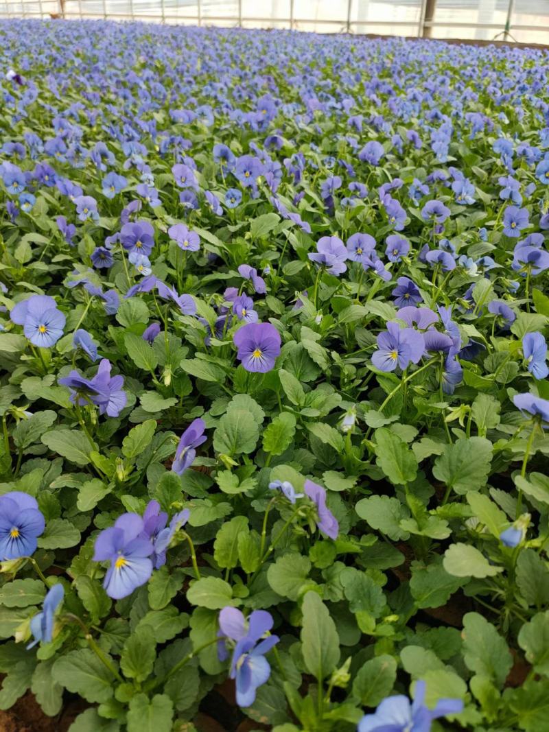 角堇！冬季草花！耐低温多色角堇！种植基地