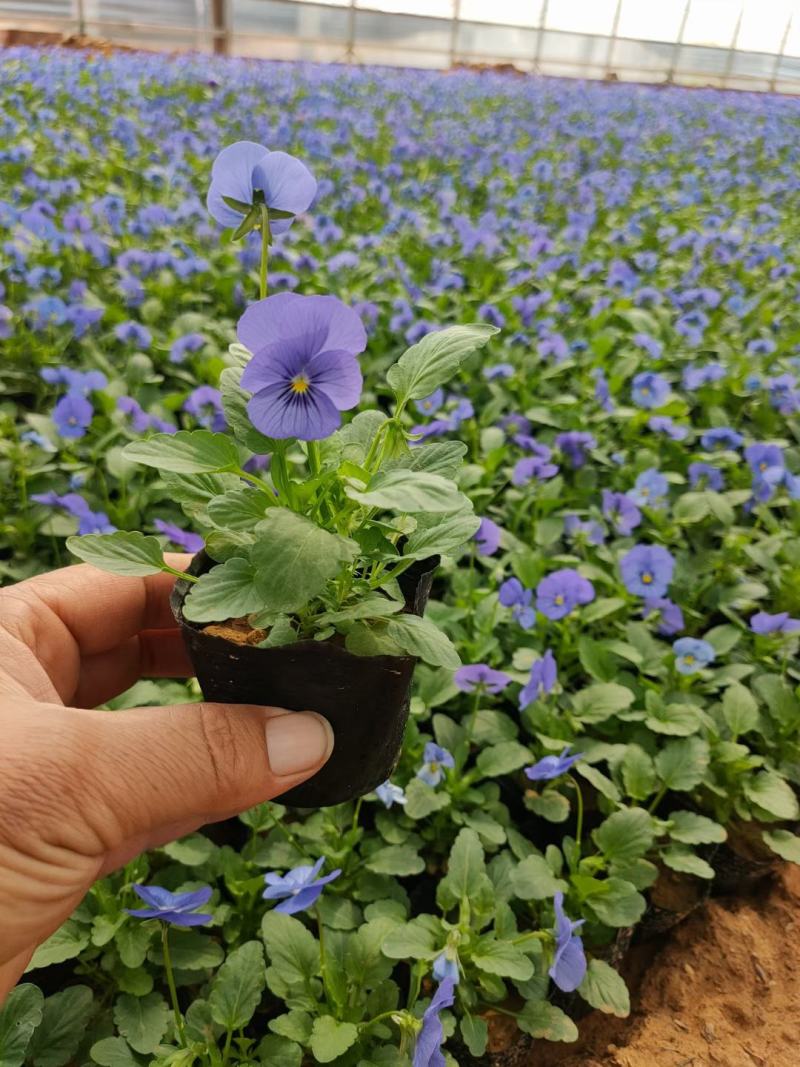 角堇！冬季草花！耐低温多色角堇！种植基地