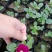 角堇！冬季草花！耐低温多色角堇！种植基地
