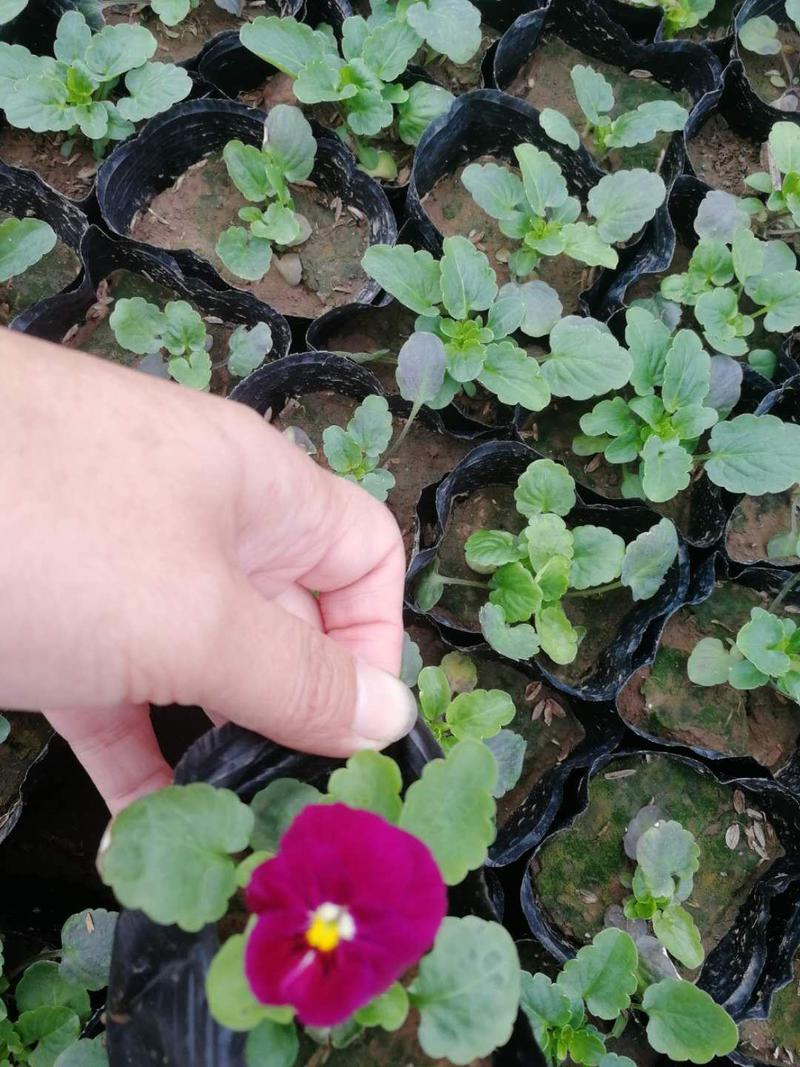 角堇！冬季草花！耐低温多色角堇！种植基地