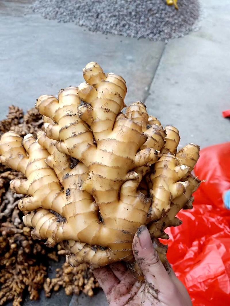【小黄姜】小黄姜颜色好大块辣味浓厚沙土姜