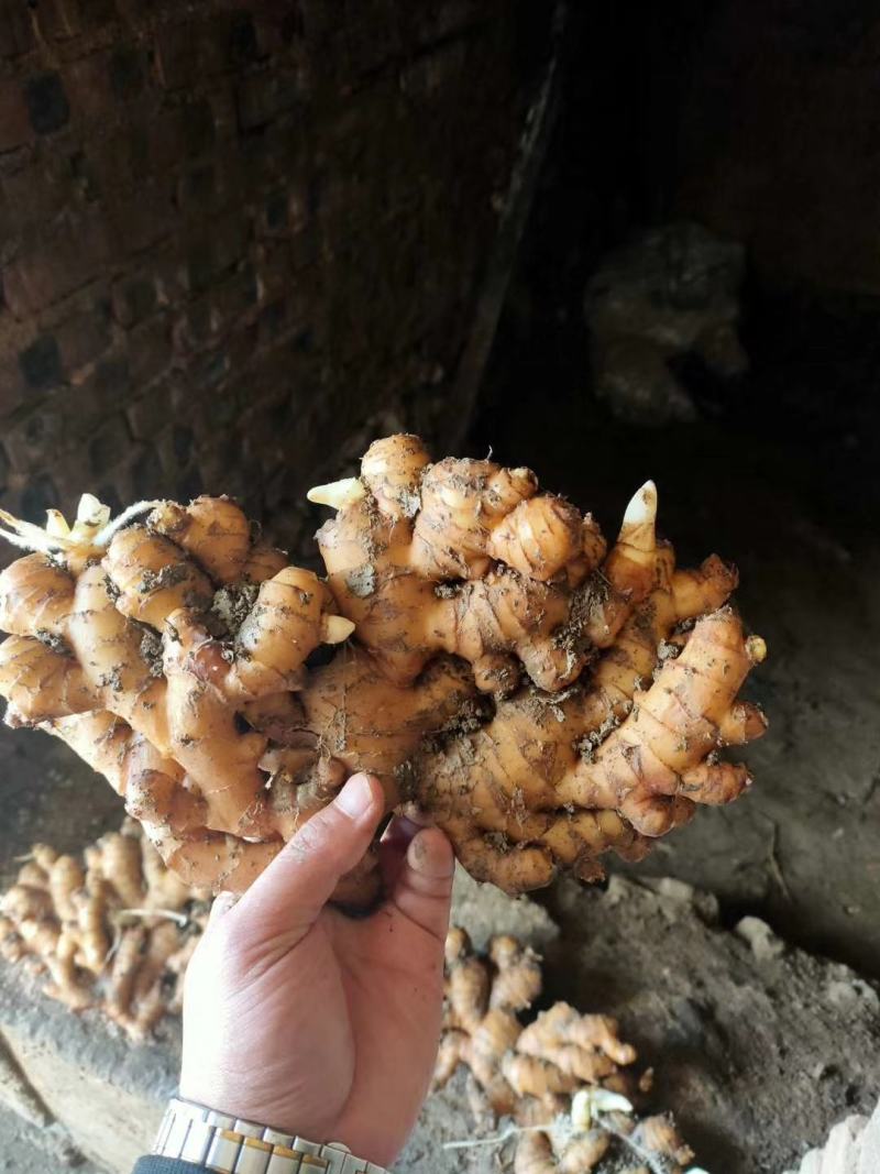 【小黄姜】小黄姜颜色好大块辣味浓厚沙土姜