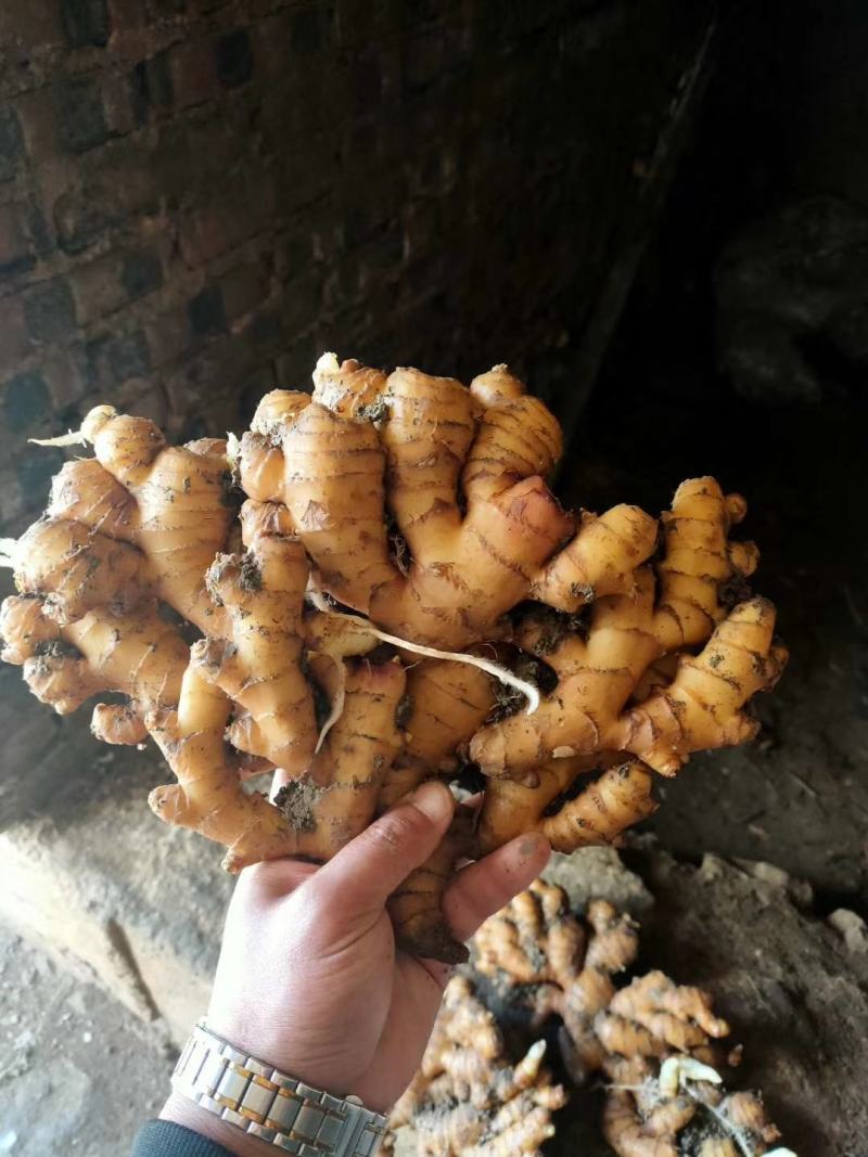 【小黄姜】小黄姜颜色好大块辣味浓厚沙土姜