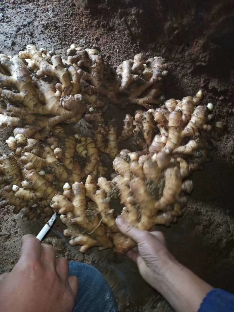 【小黄姜】小黄姜颜色好大块辣味浓厚沙土姜