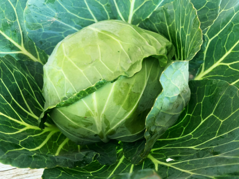 甘蓝，圆白菜大量下货