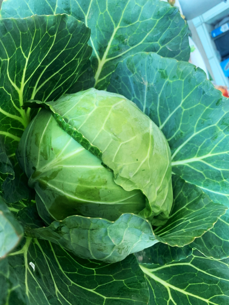 甘蓝，圆白菜大量下货