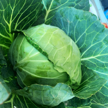 甘蓝，圆白菜大量下货