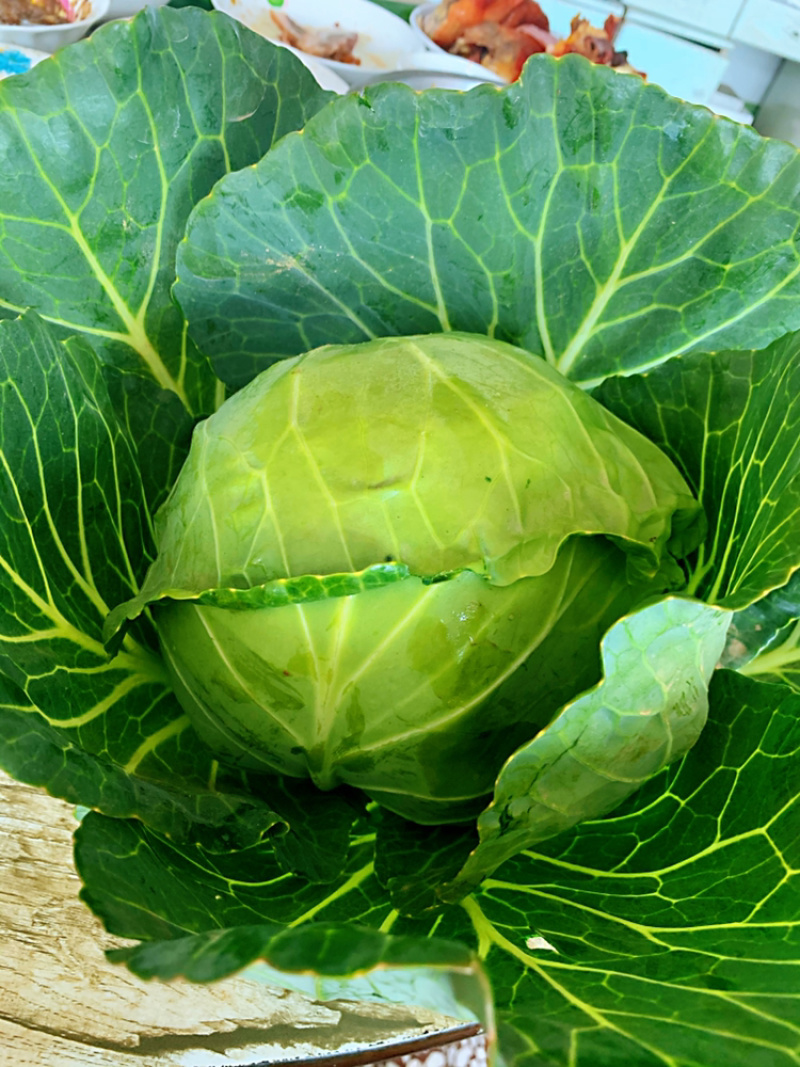 甘蓝，圆白菜大量下货