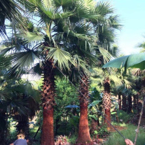 精品老人葵华棕全国主产区漳州老人葵种植基地批发价格现货