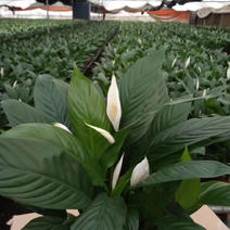 白掌盆栽花卉直销一手货源货供全国质量保证