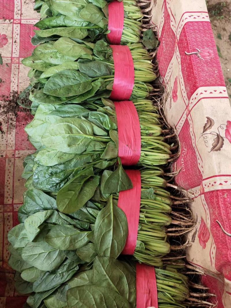 大叶菠菜，一手货源，可地头装货，欢迎合作！，质量保证！