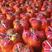 （精选）柚子蜜柚泉州蜜柚产地直销一手货源咨询红白心柚子