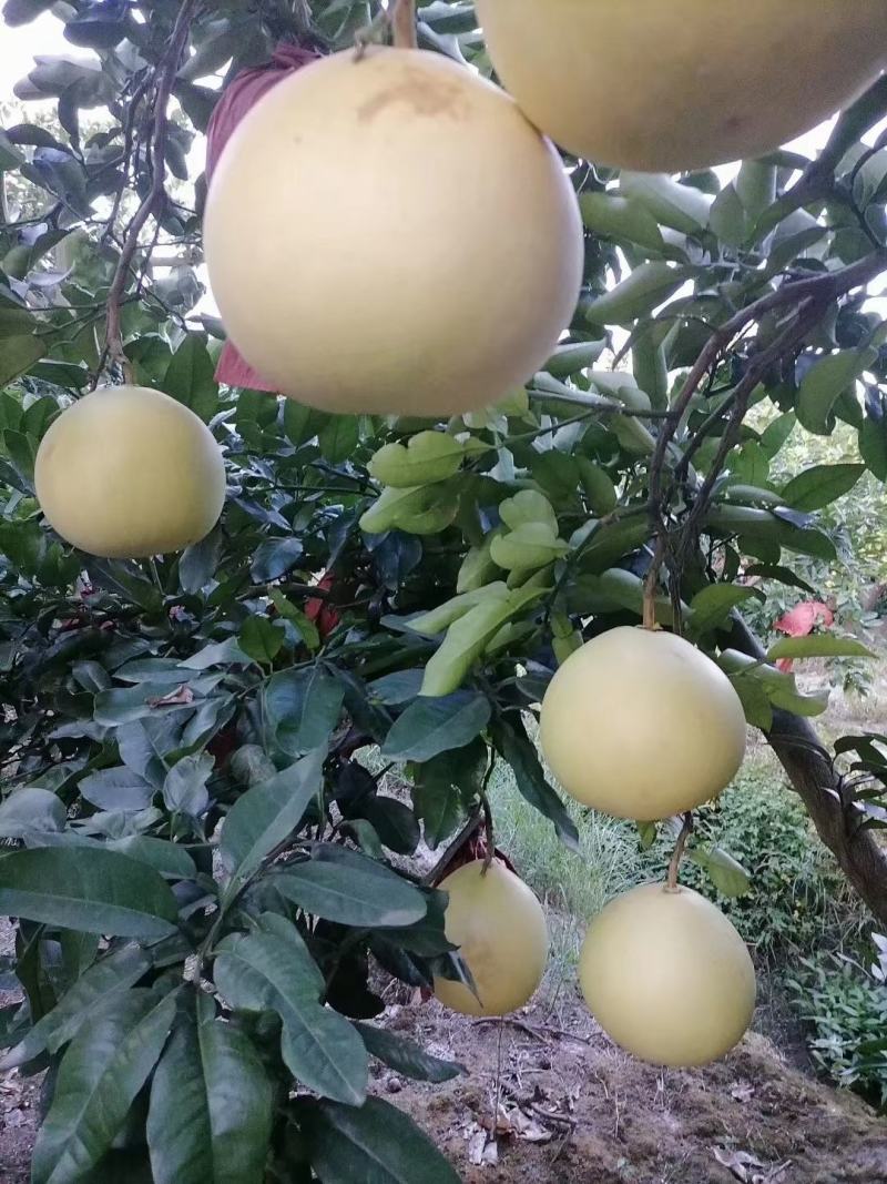 精选蜜柚市场货电商货产地直销一手货源欢迎全国咨询红白心柚