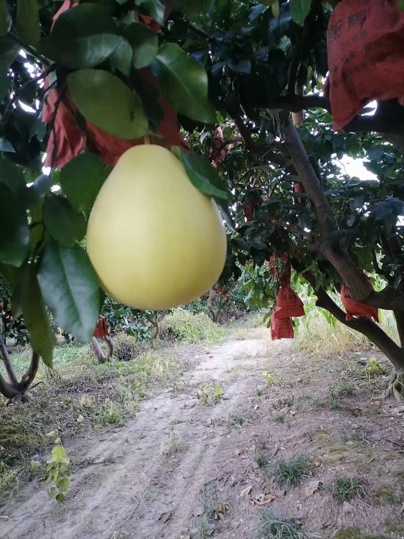 精选蜜柚市场货电商货产地直销一手货源欢迎全国咨询红白心柚