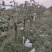 占地葡萄树大量有货联系电话联系