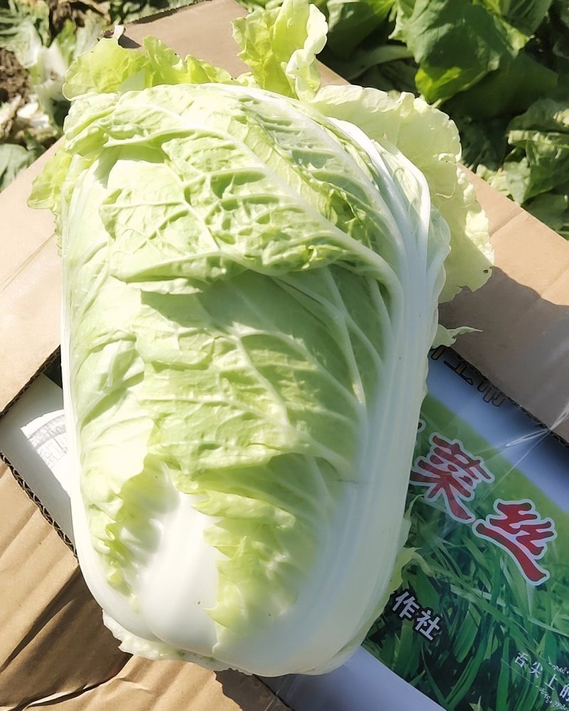 [优质]黄心大白菜翠绿鲜嫩产地直销诚信经营
