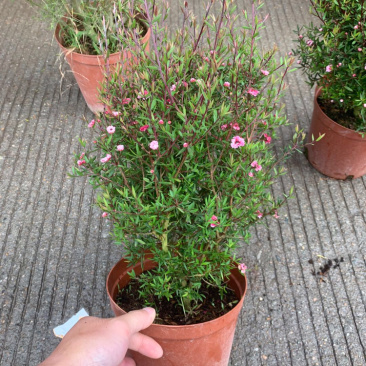 松红梅澳洲进口植物基地种植直销花挂满树