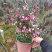 松红梅澳洲进口植物基地种植直销花挂满树