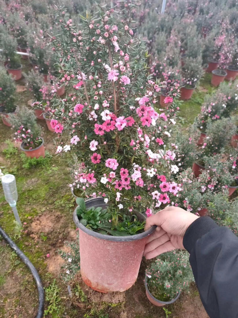 松红梅澳洲进口植物基地种植直销花挂满树