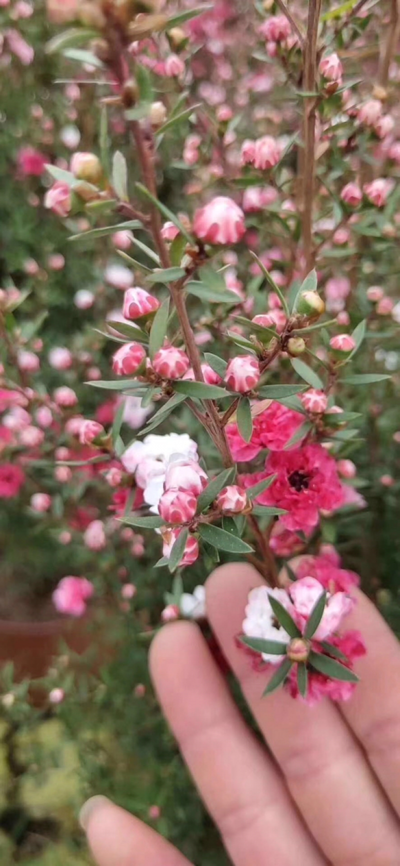 松红梅澳洲进口植物基地种植直销花挂满树