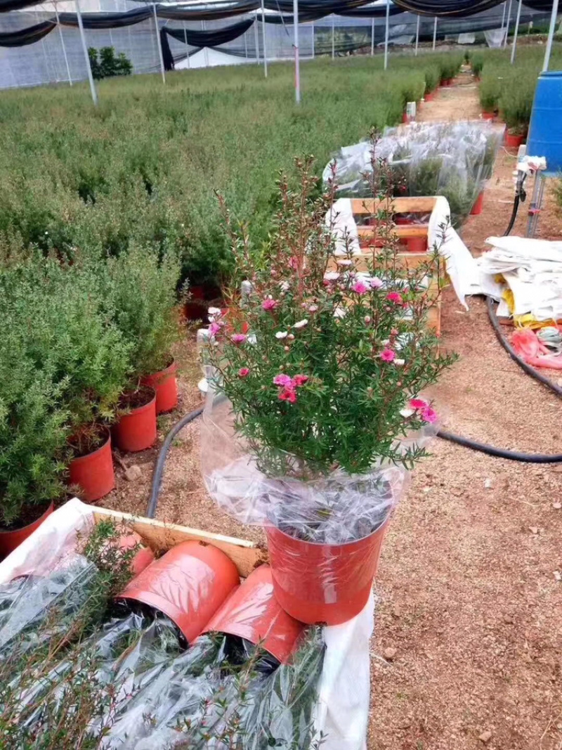 松红梅澳洲进口植物基地种植直销花挂满树