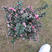 松红梅澳洲进口植物基地种植直销花挂满树
