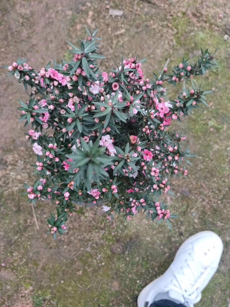 松红梅澳洲进口植物基地种植直销花挂满树