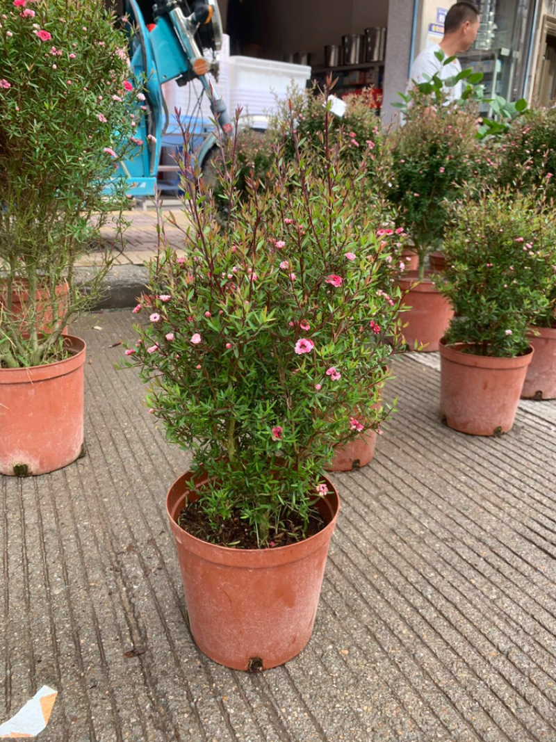 松红梅澳洲进口植物基地种植直销花挂满树